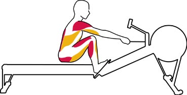 369x188 Rowing Machine Abs Benefits