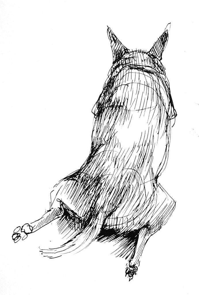 691x1024 The Dog Pack