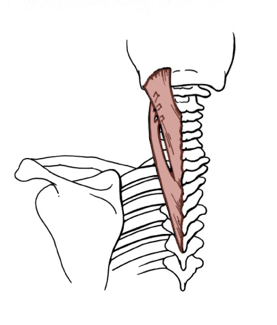 405x475 Duke Anatomy Tables