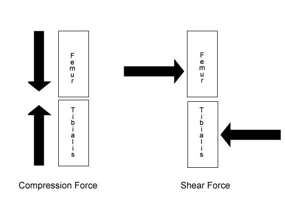 567x391 How Many Skeletal Muscles Are There In The Human Body Boot Camp