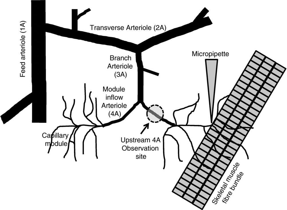 1003x736 Journal Of Physiology On Twitter Capillary Response To Skeletal