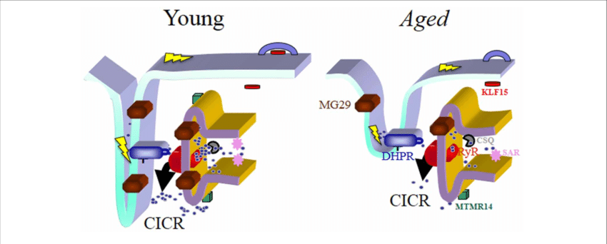 850x342 Schematic Drawing Of The Triad Junction, The Chief Site Of The E C