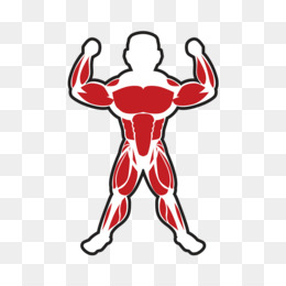 260x260 Skeletal Muscle Png