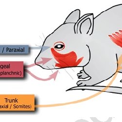 251x251 Distinct Mesoderm Populations Contribute To Skeletal Muscles