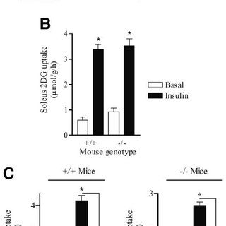320x320 And Mapk Abundance In Heart, Skeletal Muscle