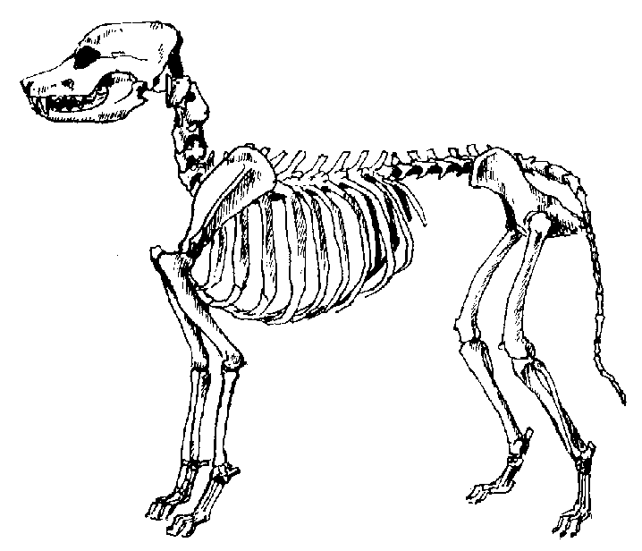 718x616 Skeletal System Back From The Clipart