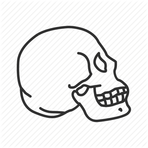 512x512 Cranial Bones, Cranium, Halloween, Human Skull, Skeletal System