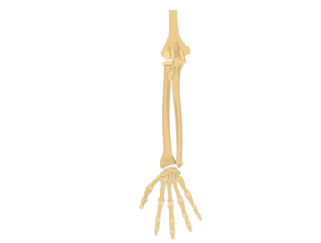 360x272 Skeletal System Anatomy Function