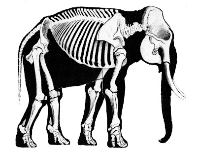 400x300 A History Of Skeletal Drawings Part