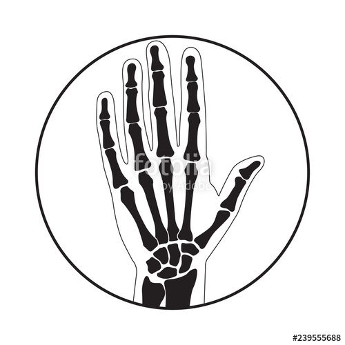 500x500 Vector Illustration Of Human Hand Skeletal Anatomy Stock Image