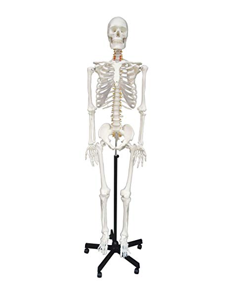 455x606 Wellden Medical Anatomical Human Skeleton Model, Life Size