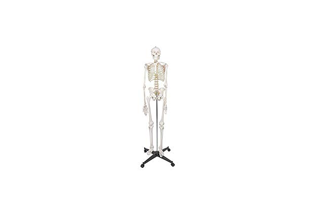 630x420 Best Skeleton Models For Anatomy