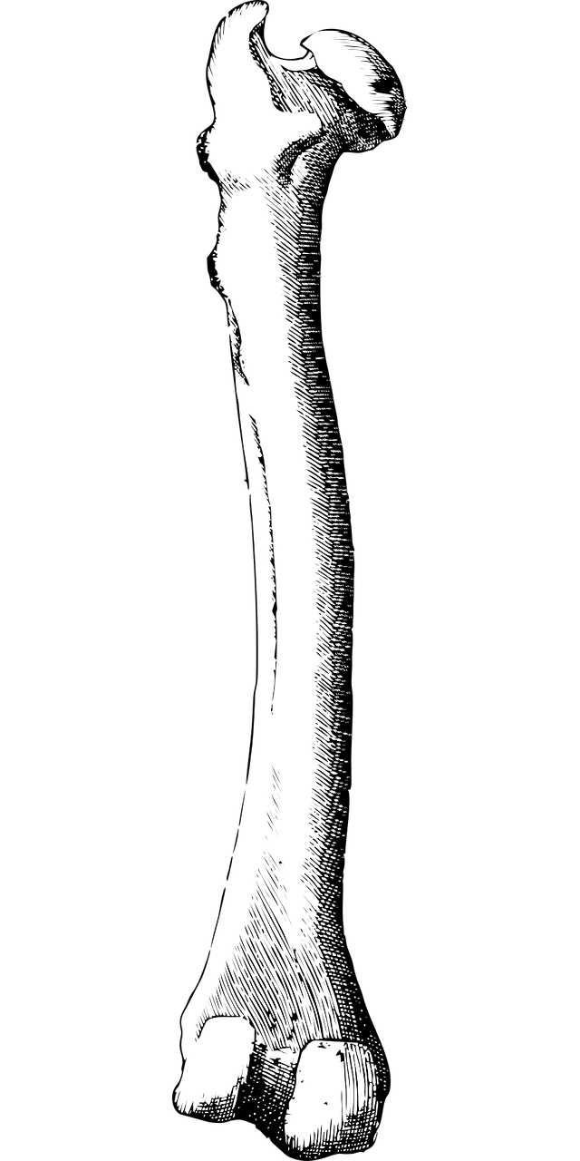 640x1280 Bone, Leg Bone, Femur, Human, Medical