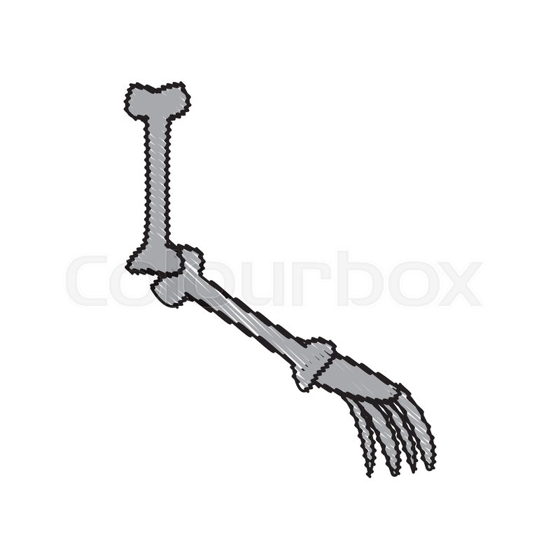 800x800 Cartoon Arm Bone Part Skeleton Comic Stock Vector Colourbox