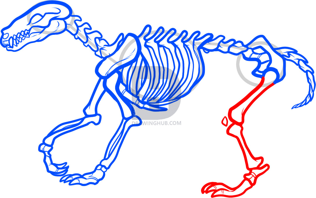 1080x677 How To Draw A Wolf Skeleton, Wolf Skeleton, Step