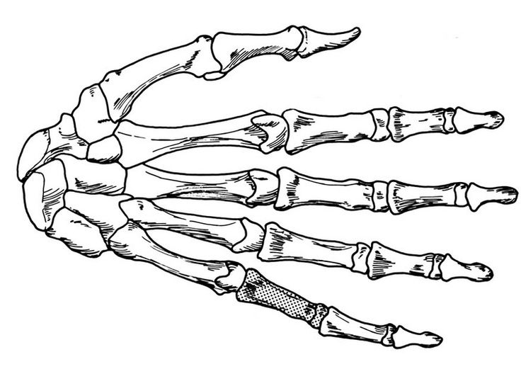 736x521 Human Hand Bones Art Skeleton Hands Drawing, Skeleton Hand