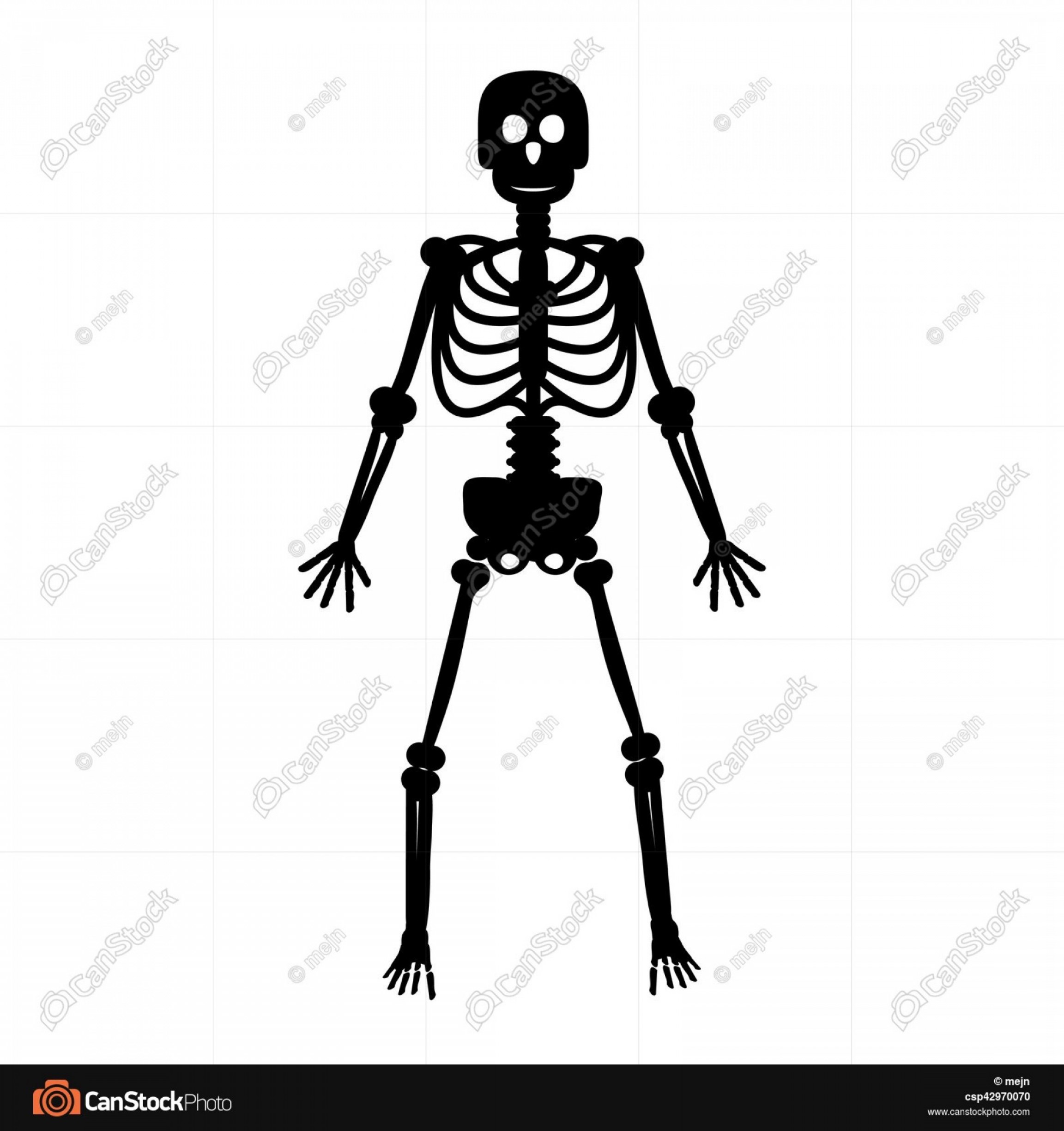 2304x2448 Line Art Human Body Skeleton Labeled Bones Of The Vector Studiogrfx