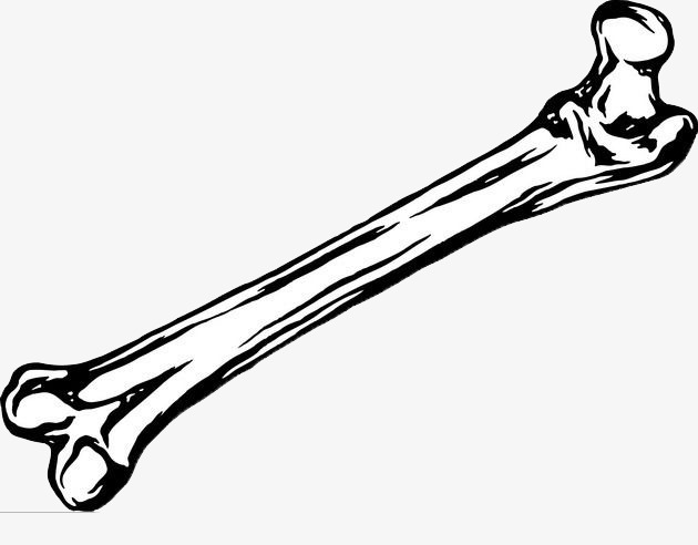 630x492 White Bones, Bone Elements, White Skeleton, Bone Png Image