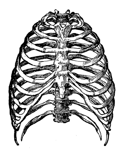 399x489 Skulls And Skeletons Png