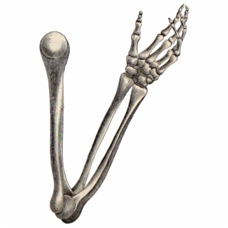 320x320 Hd Triceratops Skeleton Drawing Free Unlimited Download