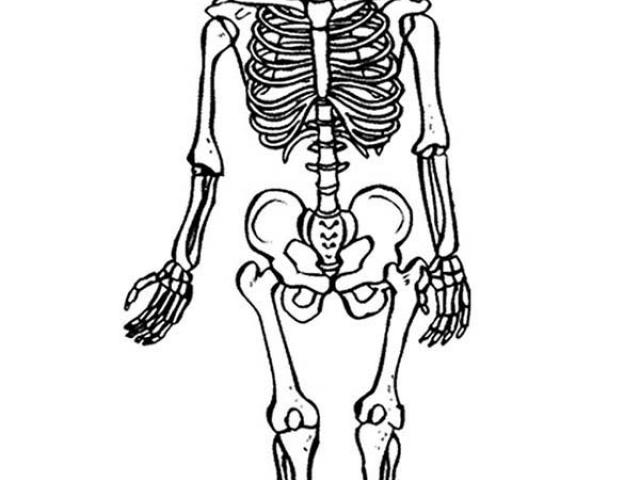 640x480 Kids Skeleton Drawing