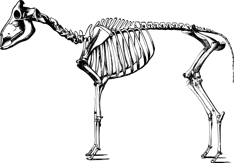 768x535 Collection Of Free Badger Drawing Skeleton Download On Ui Ex