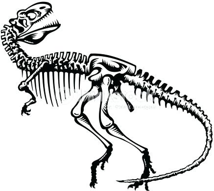 437x391 Dinosaur Skeleton Drawings Nip