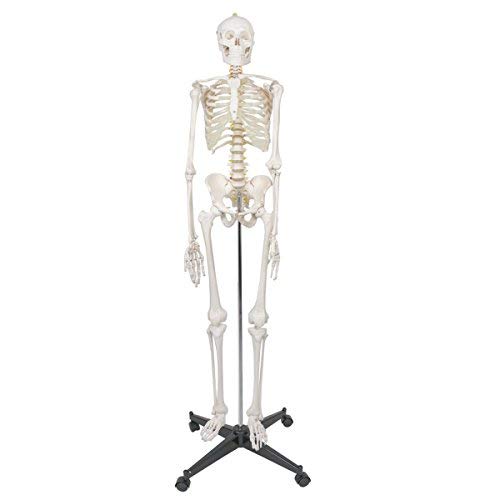 500x500 Best Rated In Human Anatomical Models Helpful Customer Reviews