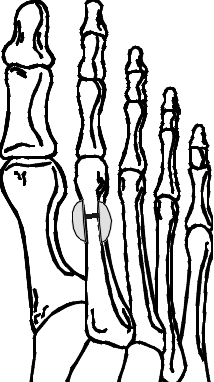 214x382 Collection Of Free Drawing Feet Bones Download On Ui Ex