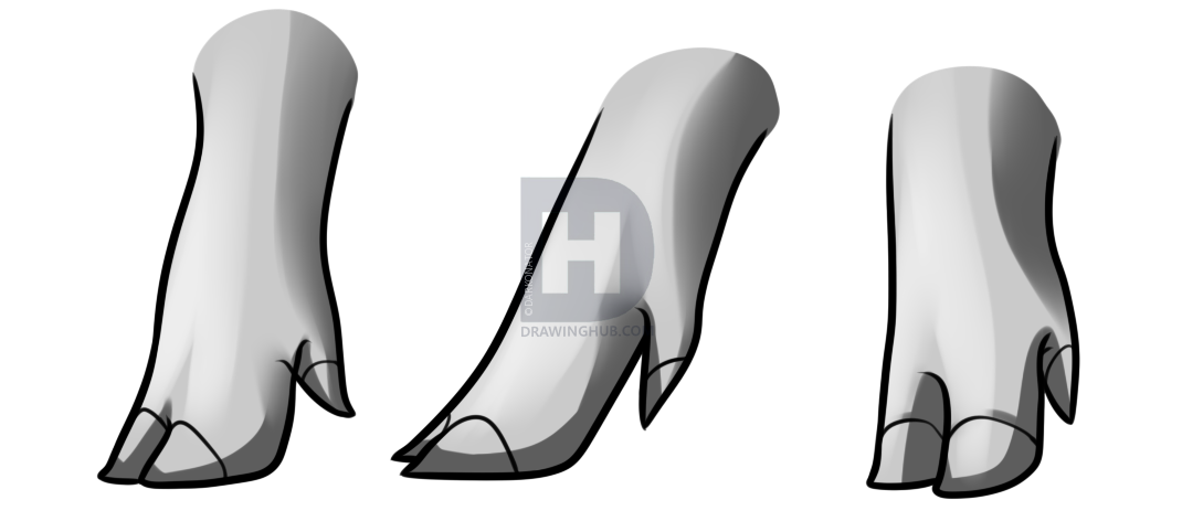 1070x482 Pig Anatomy Drawing, Step