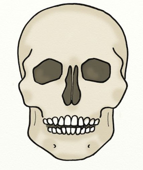 296x350 Printable Life Size Human Skeleton Model