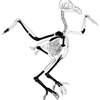 320x320 schematic figure of a barn owl skeleton indicating the preserved