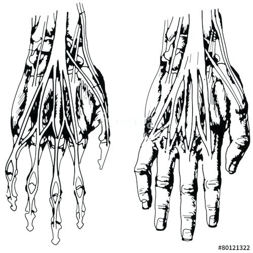 500x500 Skeleton Of The Hand Bones Makeup Velvetandlace