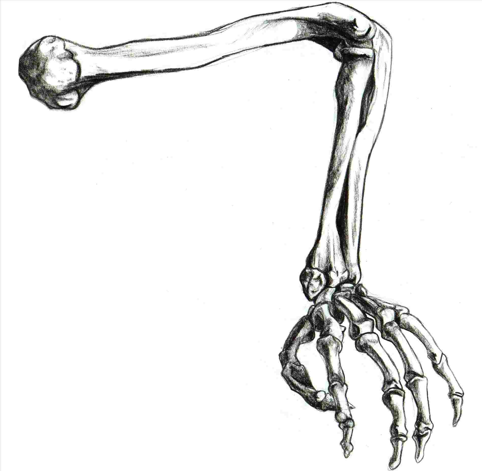 1899x1858 Easy Skeleton Hand Drawings Drawing Fine Art