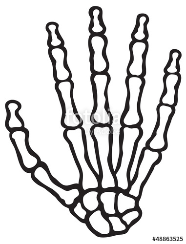 381x500 Human Skeleton Hand Stock Image And Royalty Free Vector