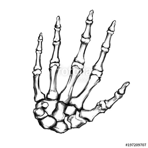 500x500 hand drawn hand bones anatomical drawing human skeleton hand