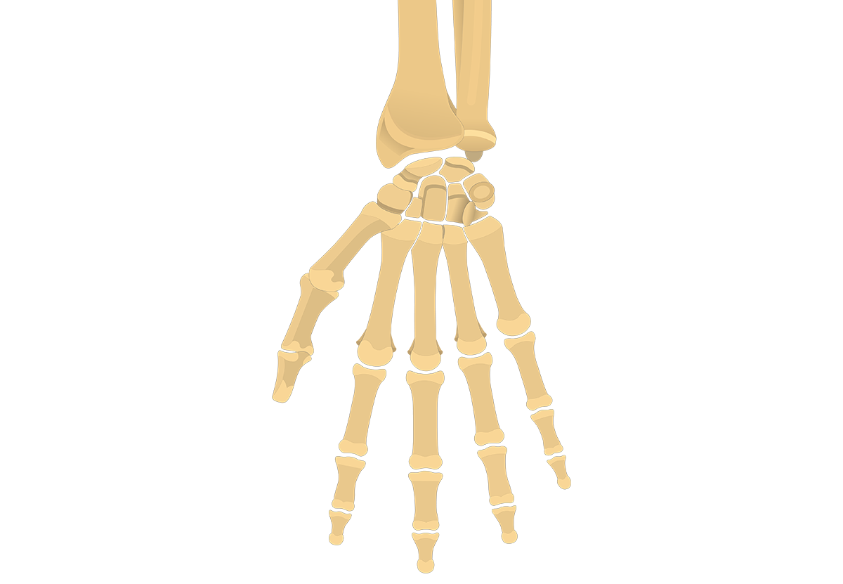 1200x831 xray drawing hand anatomy bone transparent png clipart free