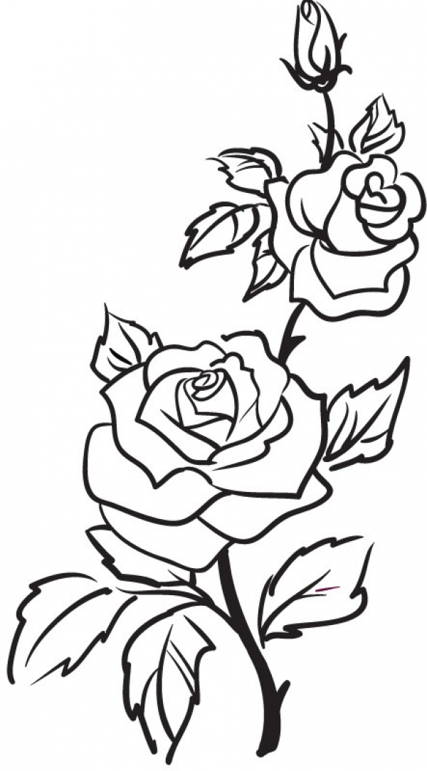 600x1083 Rose Drawing Free Download