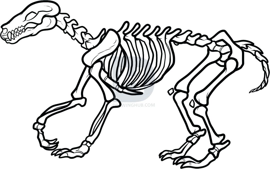 1080x677 How To Draw Skeletons Bone Hand Easy Draw Skeleton Face