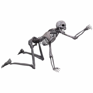 320x320 Hd Full Body Skeleton Png Picture
