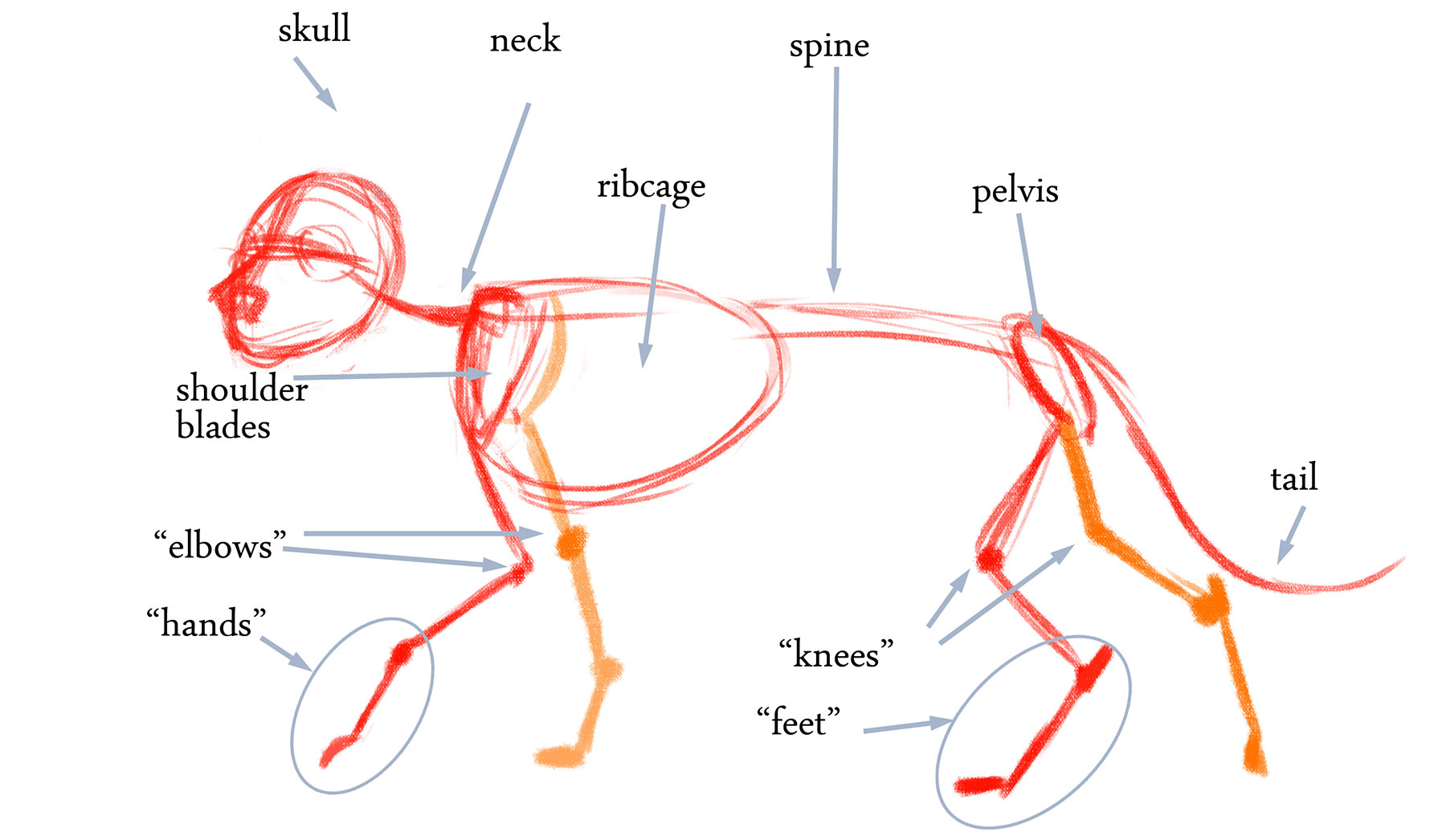 1800x1046 How To Draw A Dog