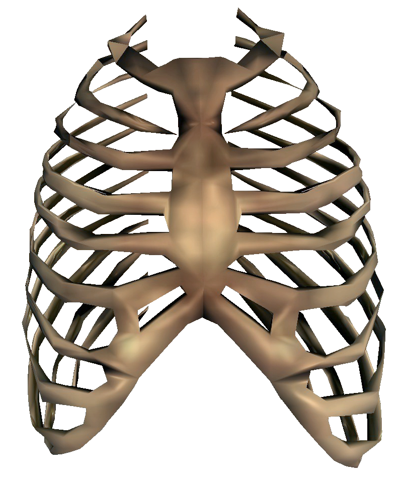 803x950 Collection Of Free Drawing Skeleton Rib Cage Download On Ui Ex