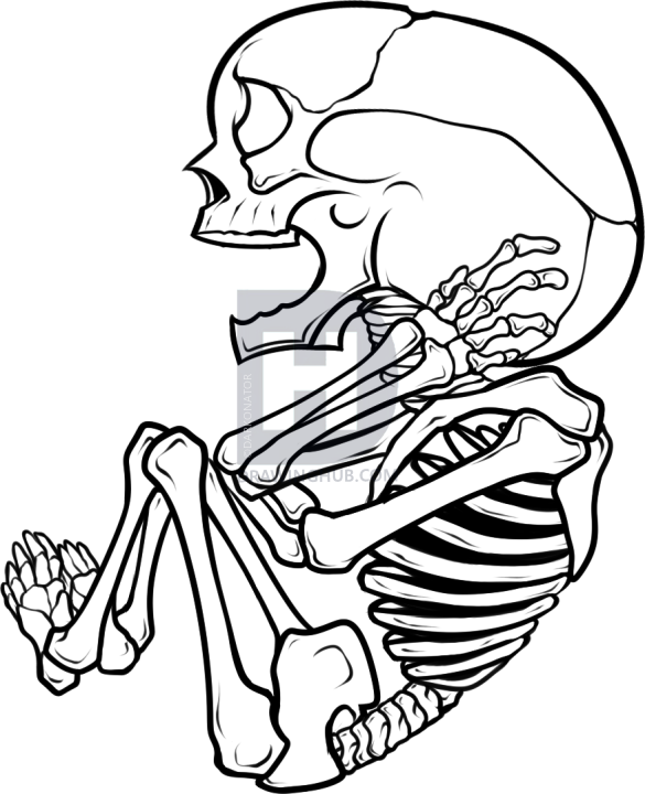 585x720 how to draw a fetus, fetus skeleton, step