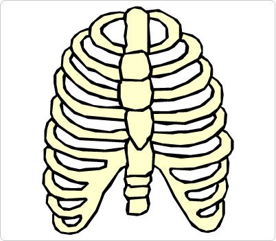 402x351 Skeleton Rib Cage With Heart Clip Art Ideas And Designs