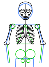 170x232 How To Draw A Skeleton