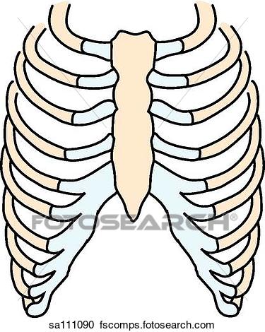 375x470 Human Ribs Clipart