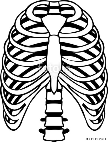 378x500 Ribcage Skeleton Stock Image And Royalty Free Vector