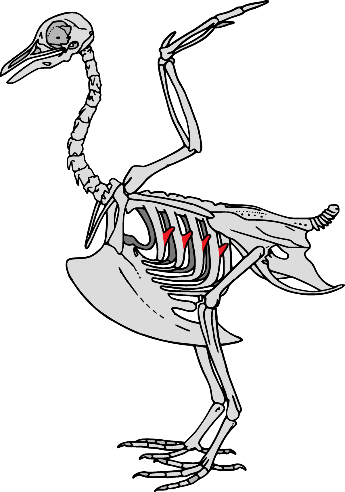 1200x1710 Uncinate Processes Of Ribs