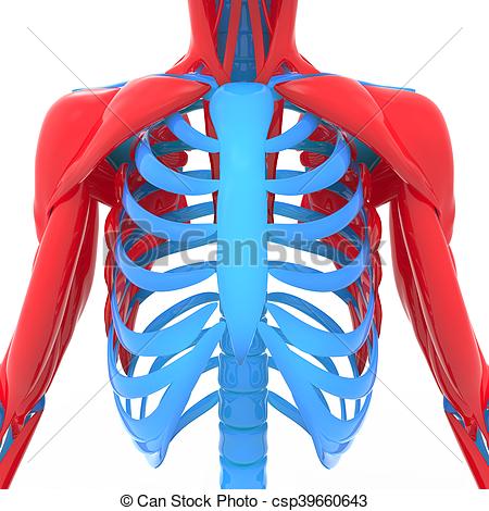 450x470 Illustration Of Human Ribs With Scapula