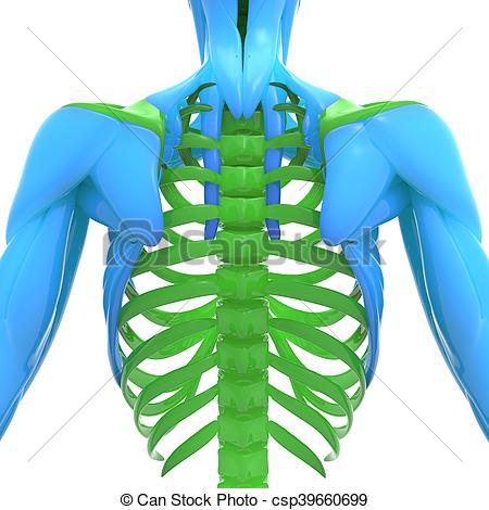 450x470 Illustration Of Scapula With Ribs Anatomy
